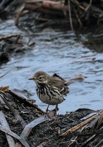 Water Pipit 群馬県 Wed, 1/3/2024