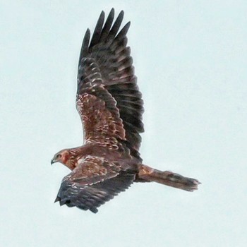 Eastern Marsh Harrier Watarase Yusuichi (Wetland) Unknown Date