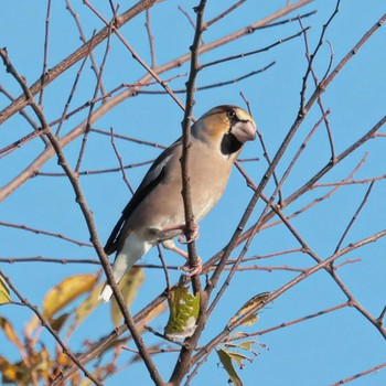 Hawfinch Watarase Yusuichi (Wetland) Unknown Date