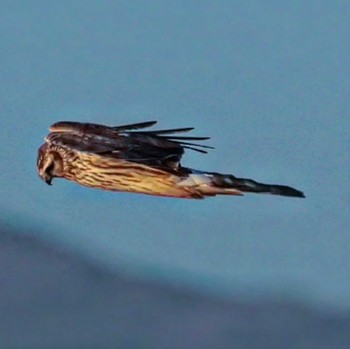 Hen Harrier Watarase Yusuichi (Wetland) Unknown Date