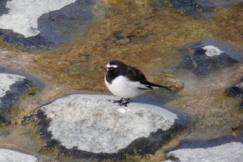 Japanese Wagtail 羽村堰 Sat, 2/10/2018