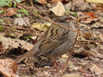 Grey Bunting Unknown Spots Mon, 10/23/2023