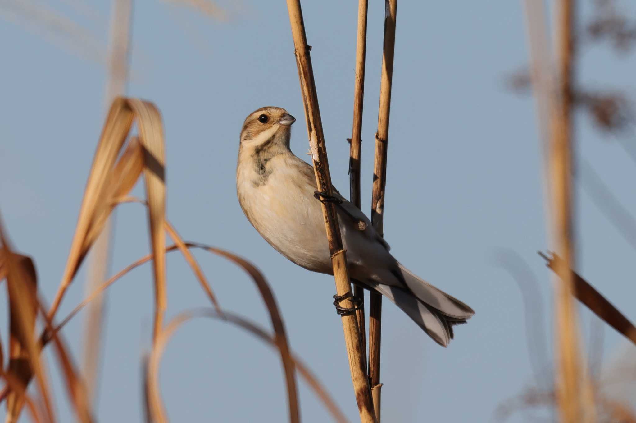 Common Reed Bunting