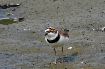 Little Ringed Plover Kasai Rinkai Park Thu, 4/12/2018