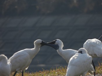 Black-faced Spoonbill 山口県 Sun, 12/17/2023