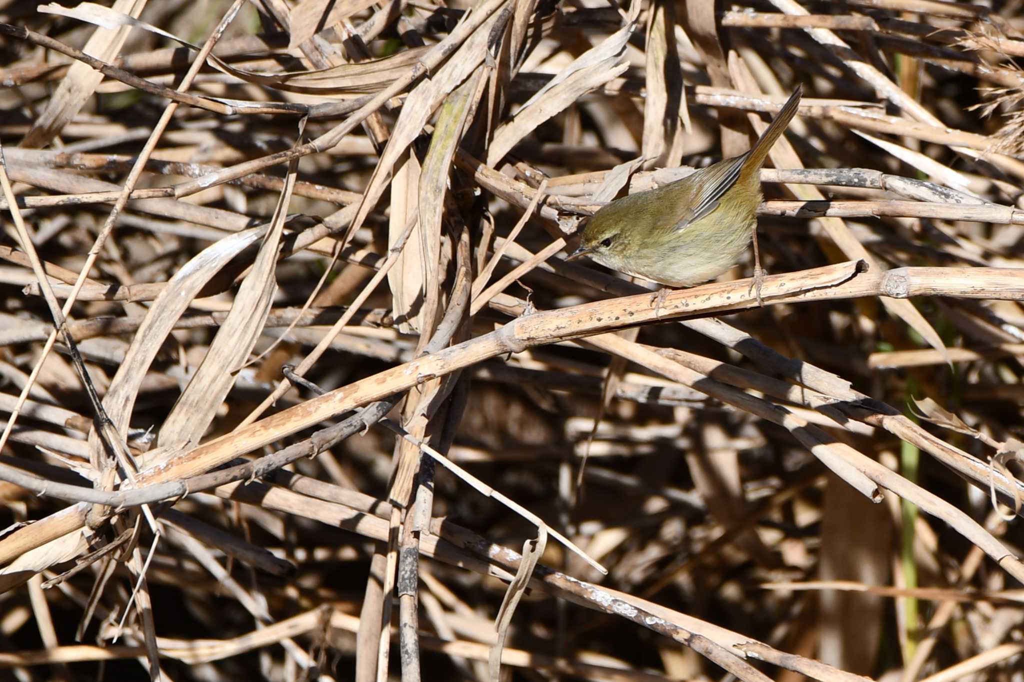 Photo of Japanese Bush Warbler at Asaba Biotope by のぶ