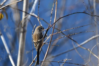 Siberian Long-tailed Rosefinch Asaba Biotope Sun, 1/7/2024