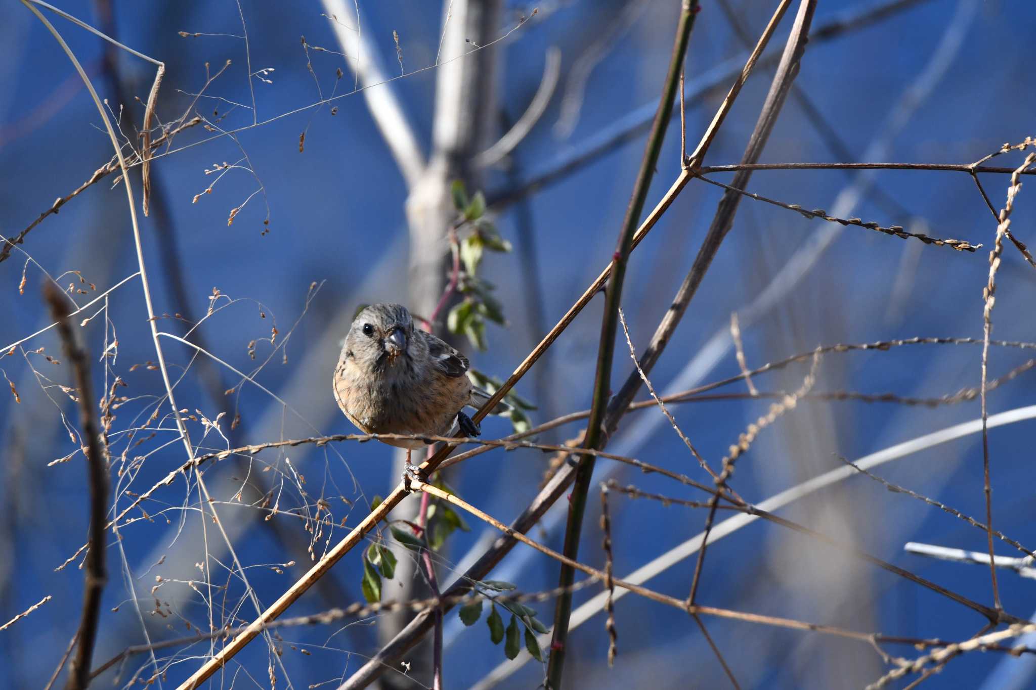 Photo of Siberian Long-tailed Rosefinch at Asaba Biotope by のぶ