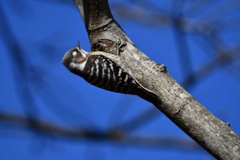 Japanese Pygmy Woodpecker Asaba Biotope Sun, 1/7/2024