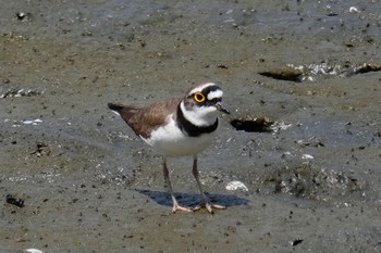 Little Ringed Plover Kasai Rinkai Park Thu, 4/12/2018