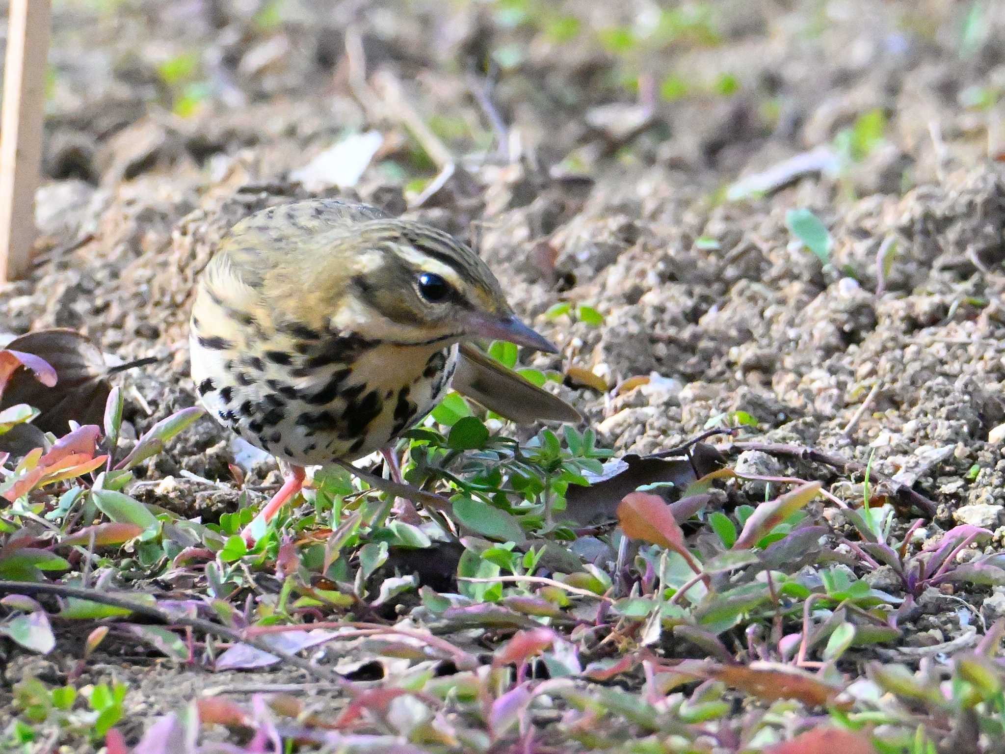 Olive-backed Pipit