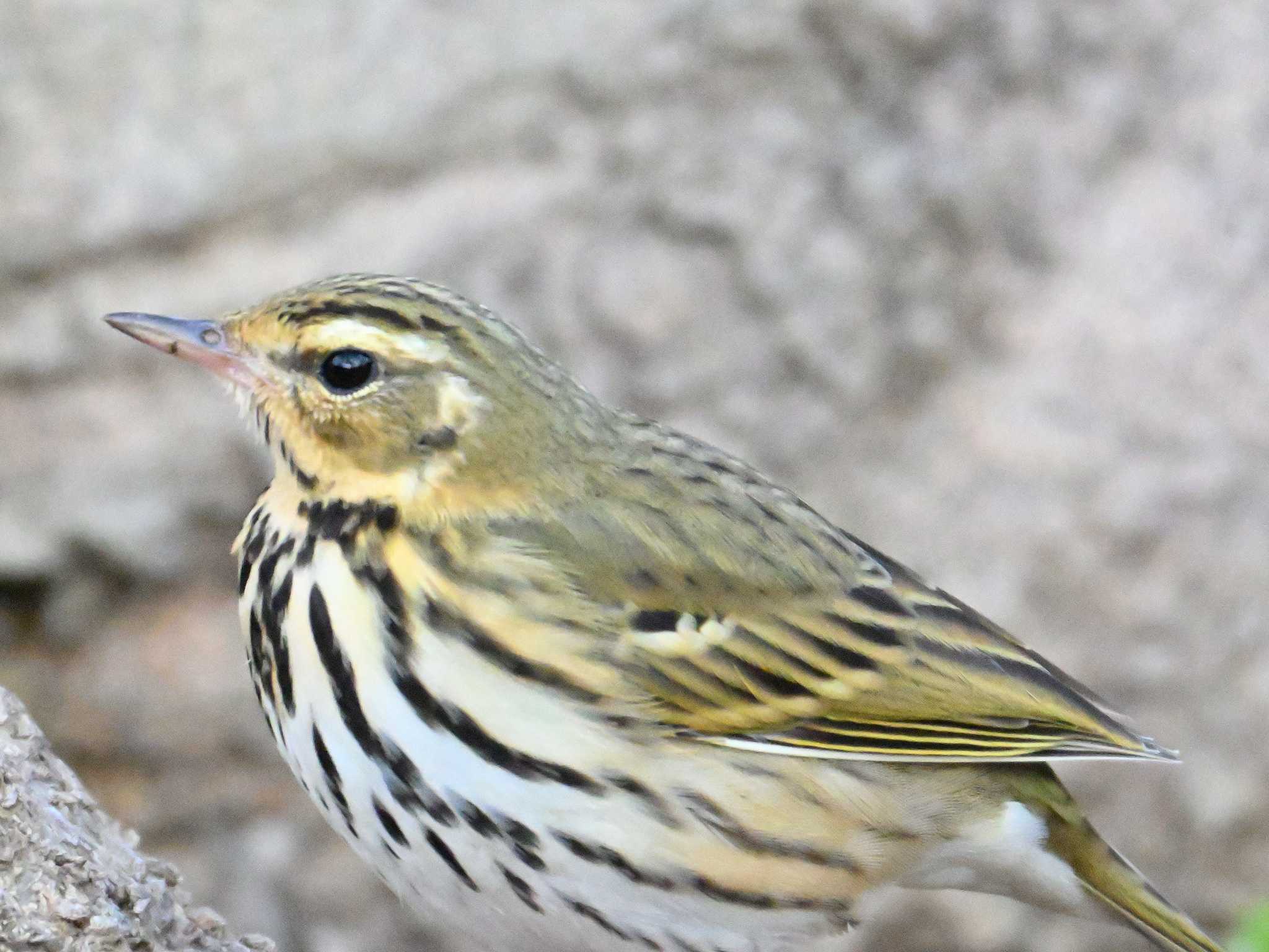 Olive-backed Pipit