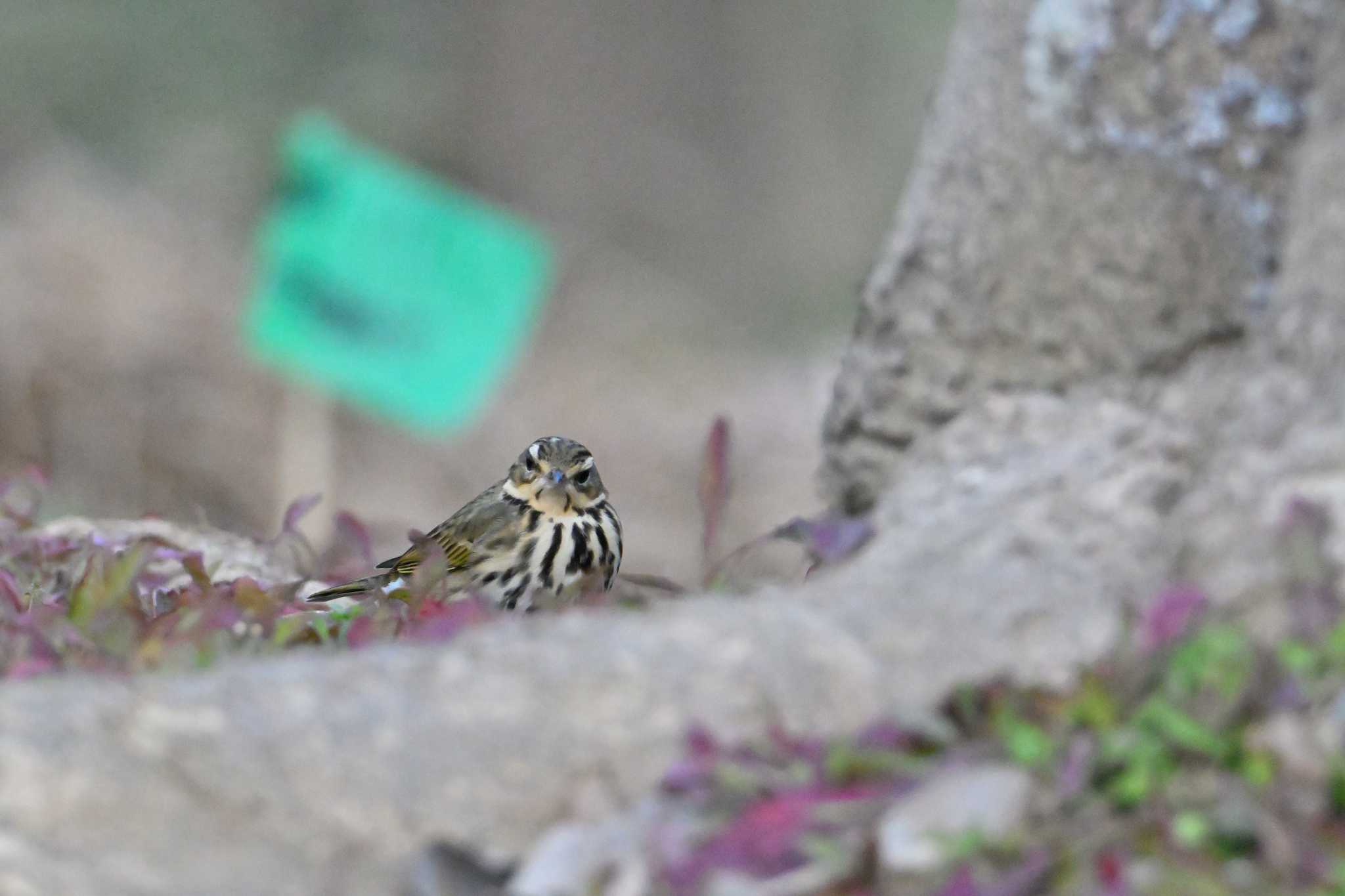 Olive-backed Pipit