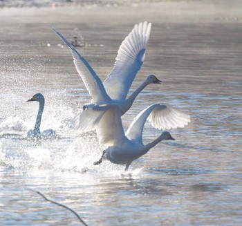 Tundra Swan 越辺川(埼玉県川島町) Fri, 1/12/2024