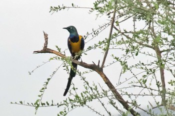 Golden-breasted Starling Amboseli National Park Thu, 12/28/2023