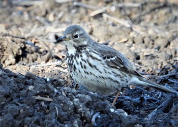 Water Pipit さくら草公園 Sun, 1/14/2024