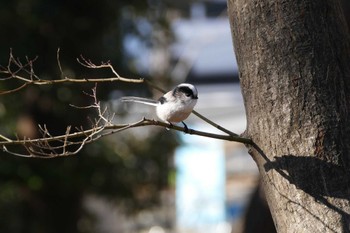 エナガ 東京都 2024年1月6日(土)