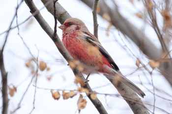 Siberian Long-tailed Rosefinch 国営木曽三川公園  Sat, 1/13/2024