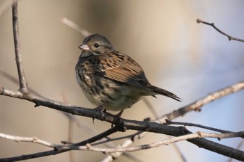 Masked Bunting 黒川清流公園 Sun, 1/14/2024