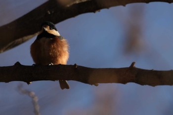 Varied Tit 黒川清流公園 Sun, 1/14/2024