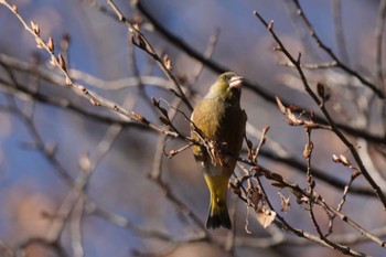 カワラヒワ 黒川清流公園 2024年1月14日(日)