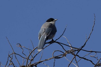 Azure-winged Magpie 堀之内寺沢里山公園 Sun, 1/14/2024