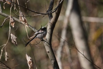 Long-tailed Tit 長池公園 Sun, 1/14/2024