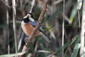 Varied Tit 長池公園 Sun, 1/14/2024