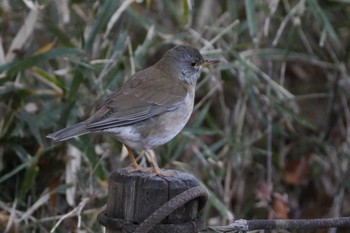 Pale Thrush 黒川清流公園 Sun, 1/14/2024