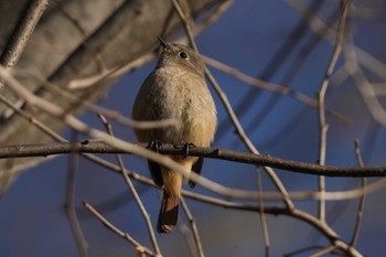 Daurian Redstart 黒川清流公園 Sun, 1/14/2024