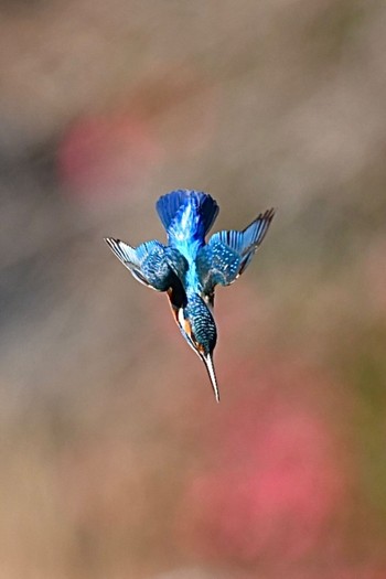 Common Kingfisher Mine Park Sun, 12/10/2023