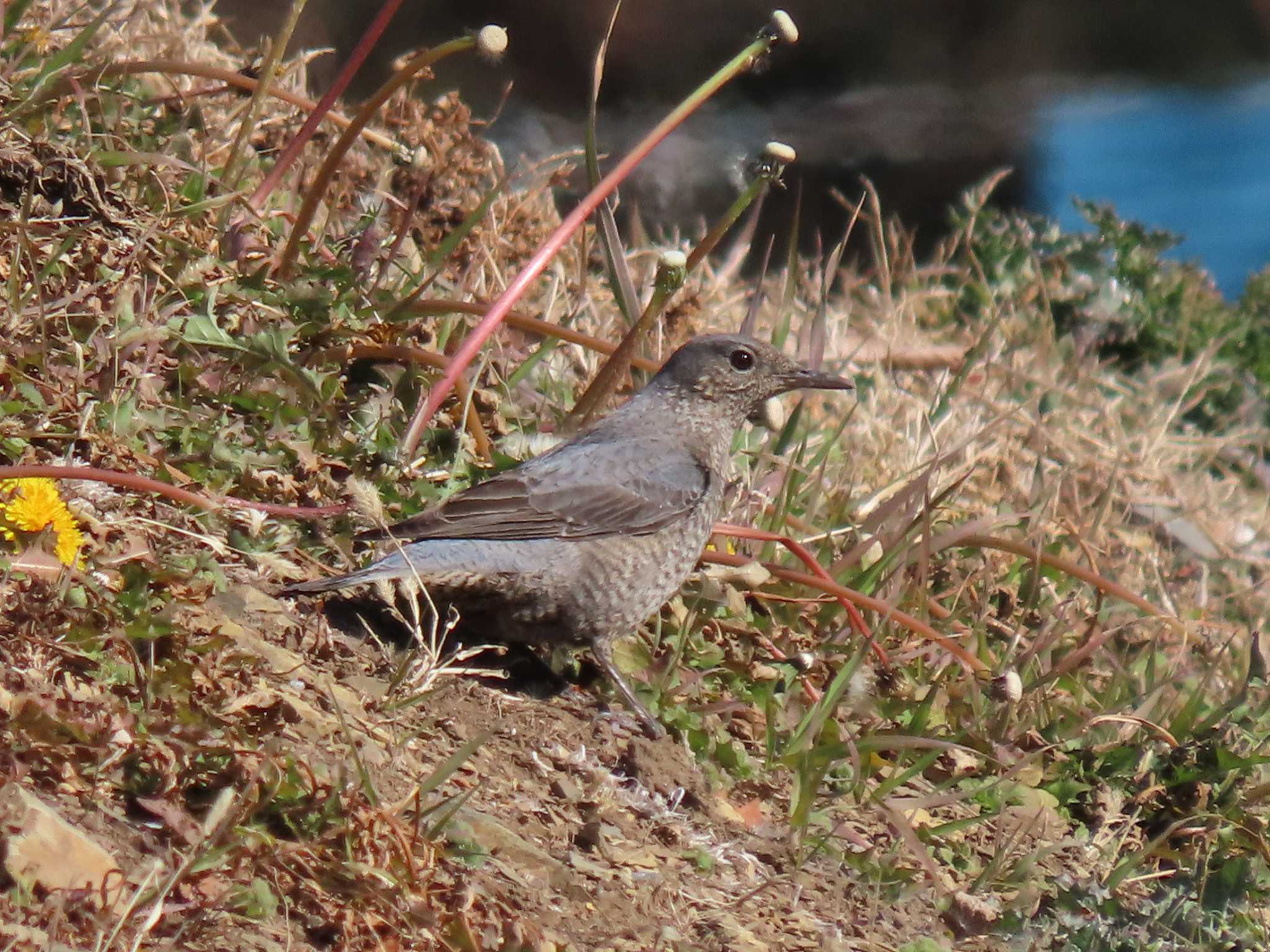 Blue Rock Thrush