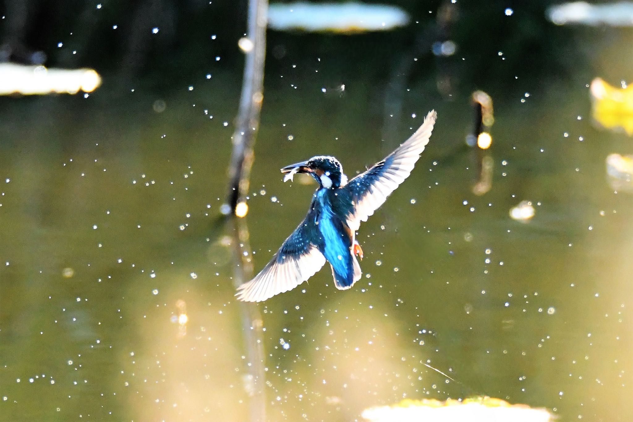 Photo of Common Kingfisher at 境文化センター by yanahiro