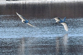 オオハクチョウ 多々良沼公園 2023年12月9日(土)