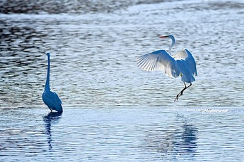 オオハクチョウ 多々良沼公園 2023年12月9日(土)