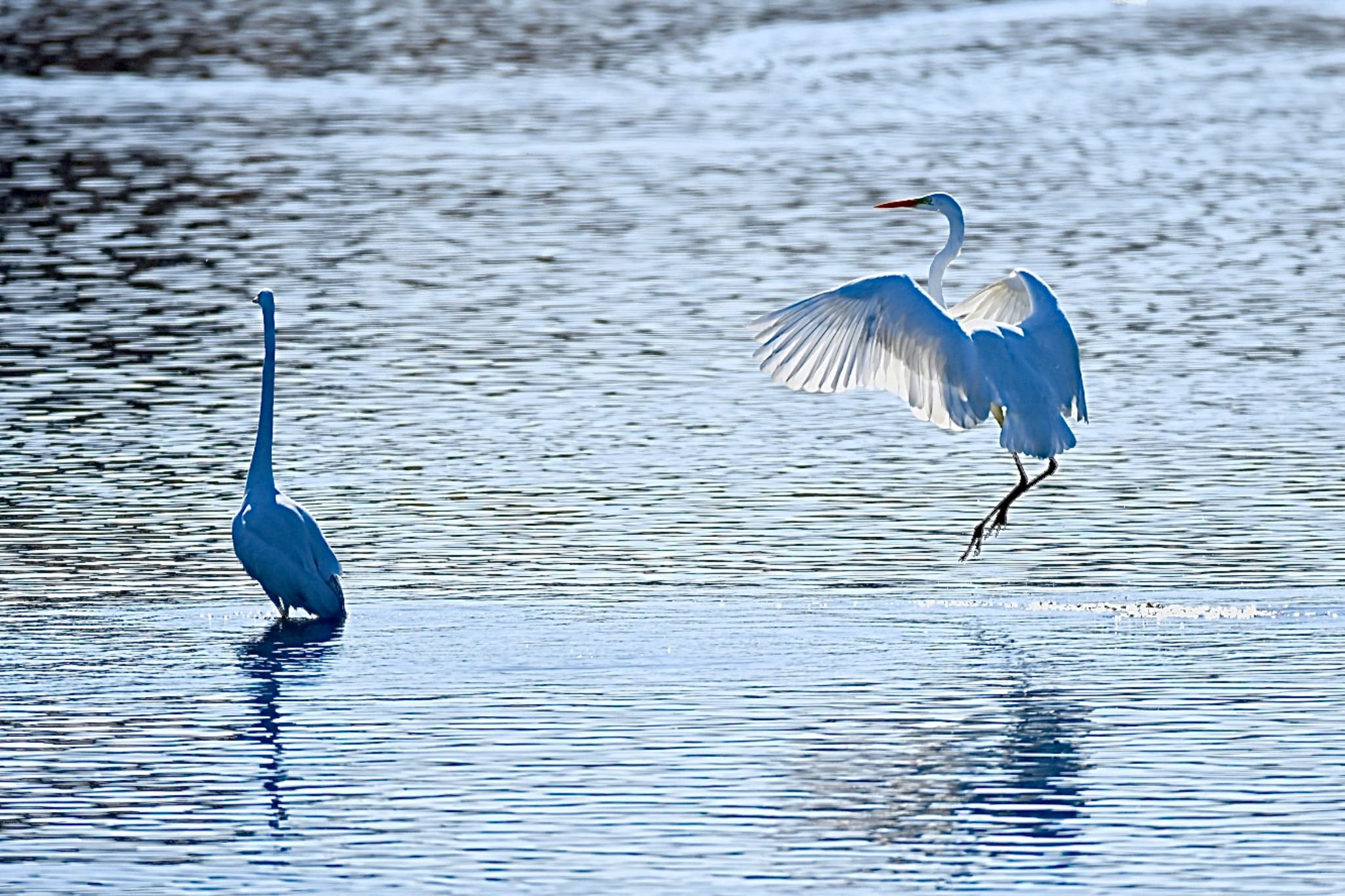 Photo of Whooper Swan at 多々良沼公園 by yanahiro