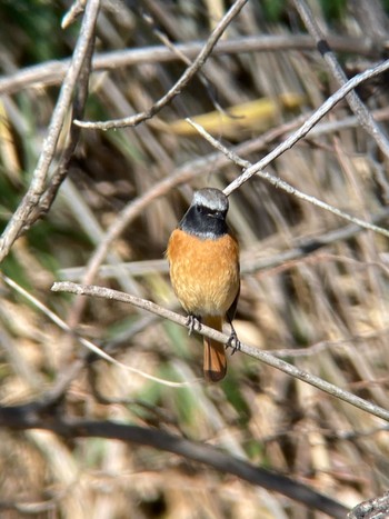 Daurian Redstart 生駒市小平尾町 Sun, 1/14/2024