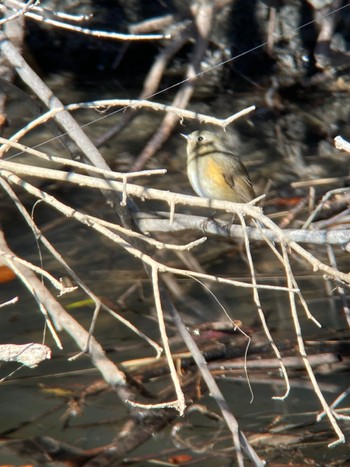 Red-flanked Bluetail 生駒市小平尾町 Sun, 1/14/2024