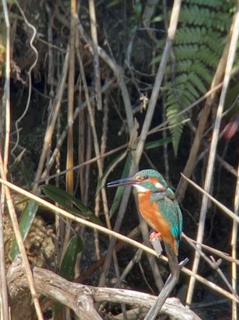 Common Kingfisher 生駒市小平尾町 Sun, 1/14/2024