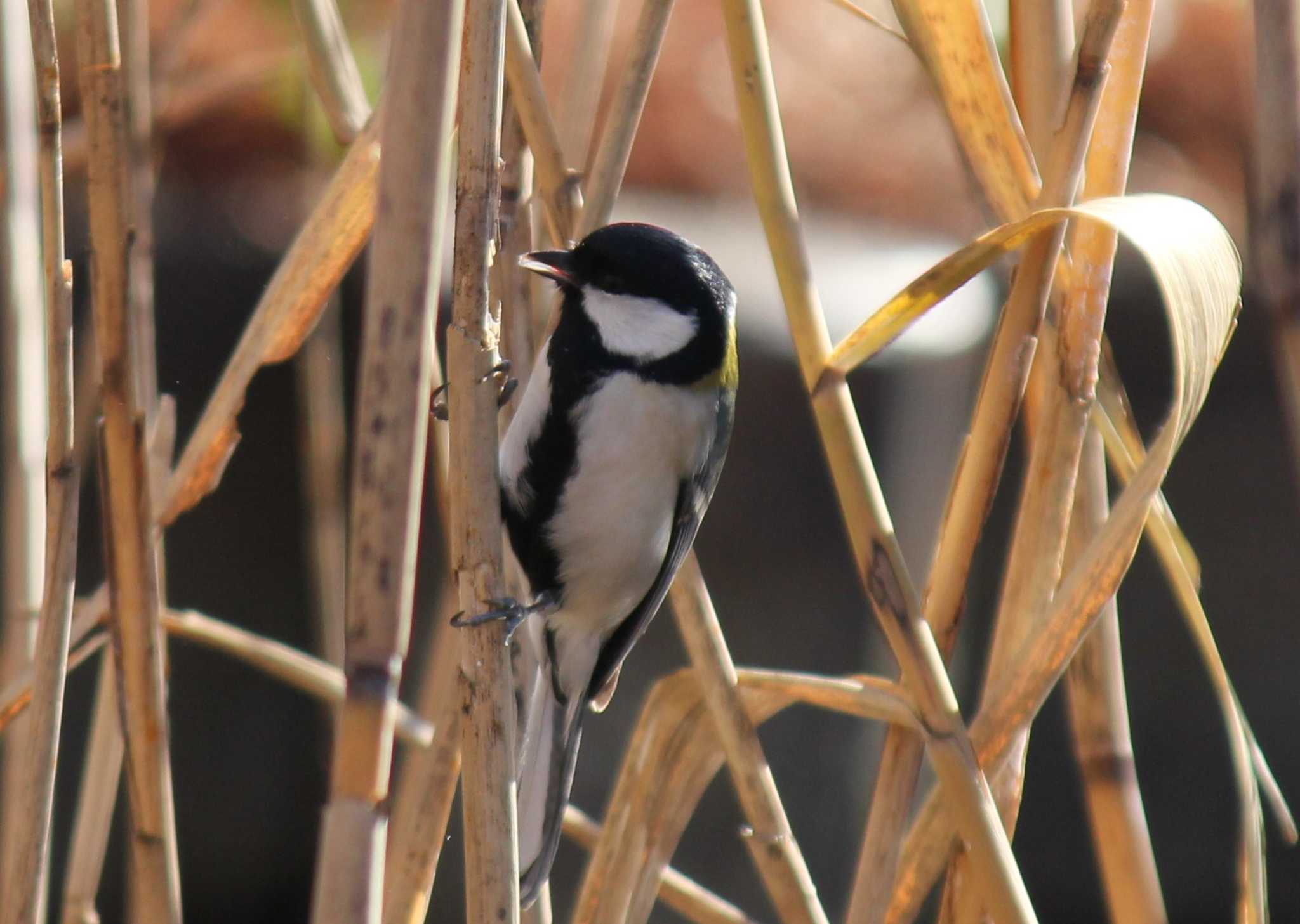 Photo of Japanese Tit at Mizumoto Park by もねこま