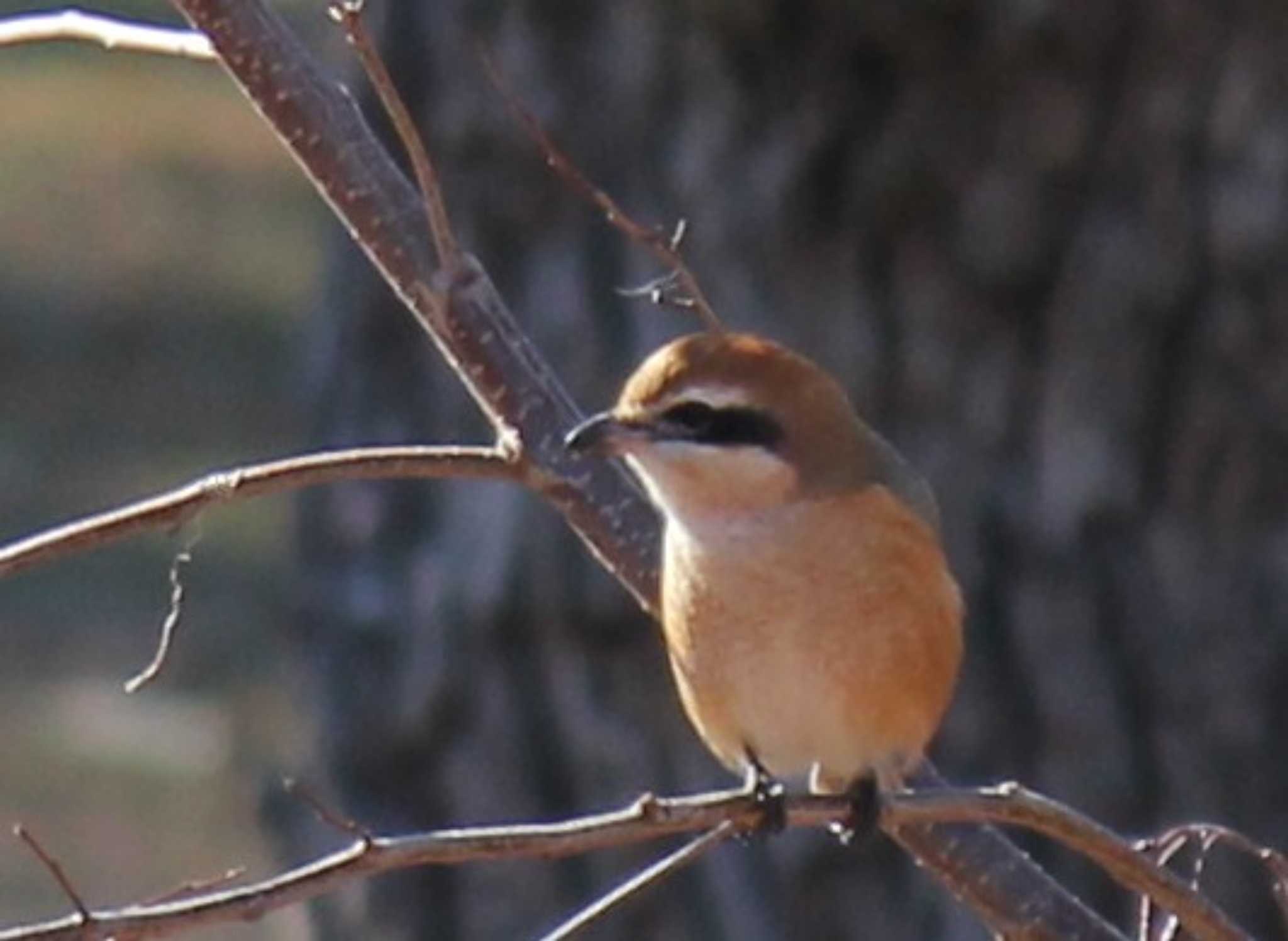 Photo of Bull-headed Shrike at Mizumoto Park by もねこま