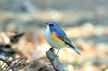 Red-flanked Bluetail Mine Park Fri, 2/4/2022