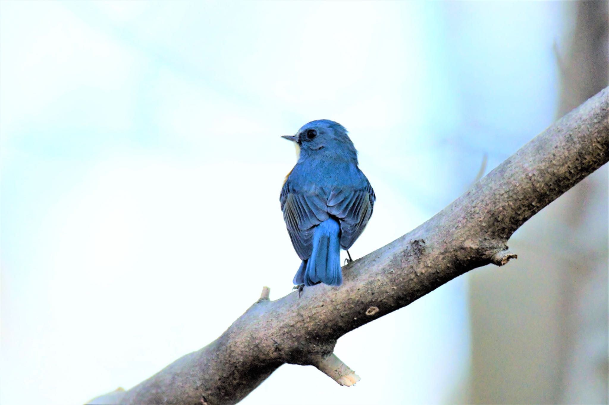 Photo of Red-flanked Bluetail at Mine Park by yanahiro