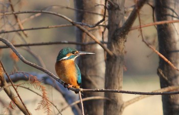 Common Kingfisher Mizumoto Park Sun, 12/31/2023