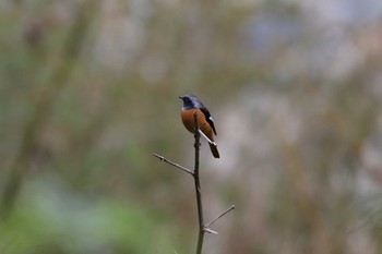 2018年11月4日(日) 武田尾の野鳥観察記録