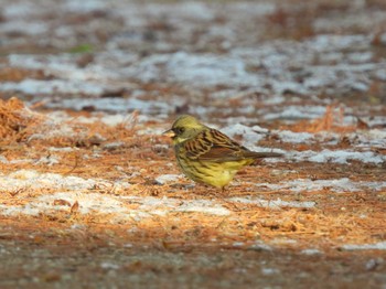 2024年1月14日(日) 見沼自然公園の野鳥観察記録