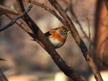 アトリ 見沼自然公園 2024年1月14日(日)