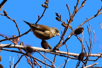 カワラヒワ びわこ文化公園 2024年1月14日(日)