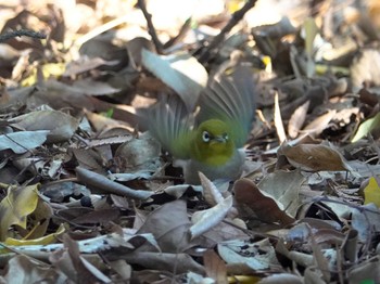 メジロ 北の丸公園 撮影日未設定