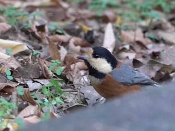 ヤマガラ 北の丸公園 撮影日未設定